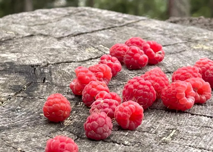 シャレー La Rose D Eva *